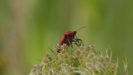 Close-up-shot-of-specific-bug-sitting-on-plant-outdoors-in-wilderness-during-sunny-day