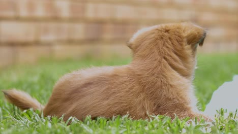 Brown-Puppy-dog-laying-on-green-grass