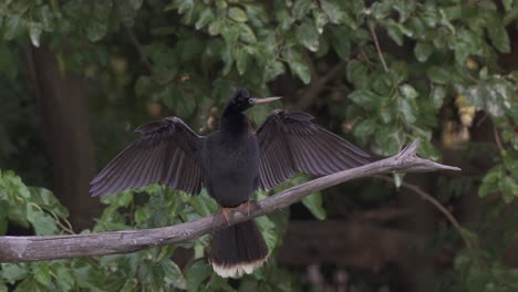 Male-anhinga-bird-sits-on-tree-branch,-spreads-wings-and-turns-head