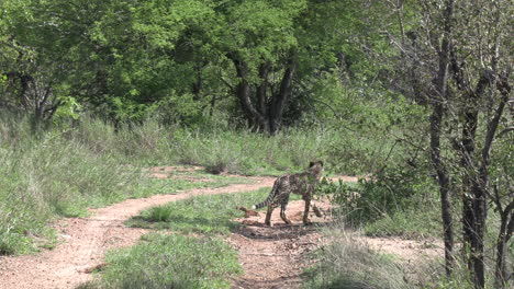Young-cheetah-cubs-cross-small-dirt-road-by-green-trees-in-sunlight