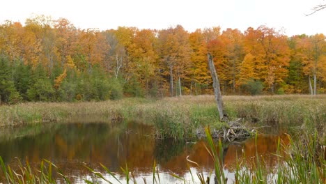 Herbstliche-Bäume-Im-Wald-Mit-Schilf,-Das-Im-Feuchtgebiet-Im-Vordergrund-Wächst-–-Herbstfarben-Im-Wald-Im-östlichen-Cabada