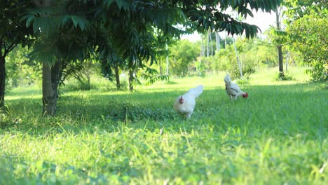 Two-hen-chicken-eating,-farm-animals