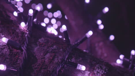 Makroaufnahme-Von-Violetten-Lichtern,-Die-In-Der-Natur-An-Einem-Baum-Hängen
