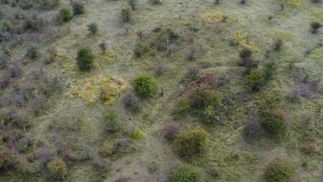 Few-European-bison-bonasus-walking-in-a-bushy-field,Czechia