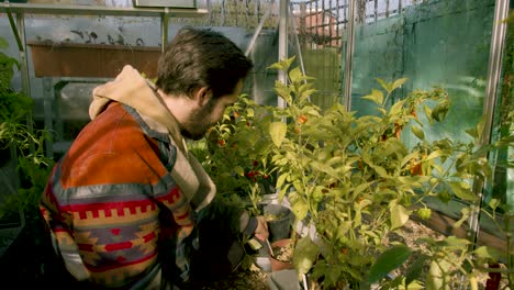 Hipster-male-checking-on-his-growing-chilis-in-his-green-house