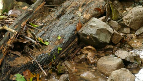 Ameisenpfad-In-Einer-Schlange-Mit-Blättern-Im-Naturwald-Der-Tierwelt-Costa-Ricas