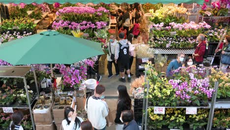 Chinesische-Käufer-Kaufen-Dekorative-Blumen-Und-Pflanzen-Zum-Thema-„Chinesisches-Neujahr“-An-Einem-Straßenstand-Auf-Dem-Blumenmarkt-Im-Vorfeld-Der-Chinesischen-Neujahrsfeierlichkeiten-In-Hongkong