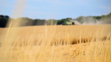 Wide-shot-of-a-combine-harvester-on-a-summers-day-with-focus-pull-from-the-foreground-4K