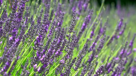 close-up-lavender-fields-blowing-in-the-wind-100fps