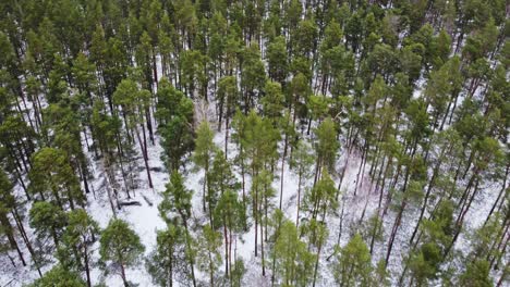 Lettlands-Winterzauber:-Eine-Atemberaubende-Drohnenperspektive-Auf-Den-Bikernieku-Wald