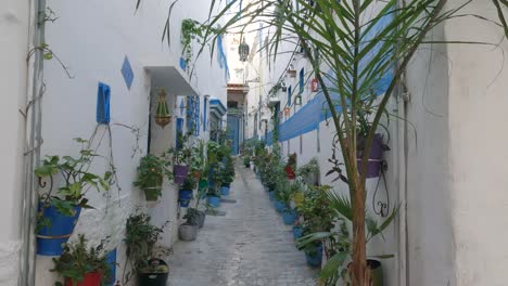 Charming-Tangier-alley-decorated-with-many-lush-plants-in-pots,-Old-Medina