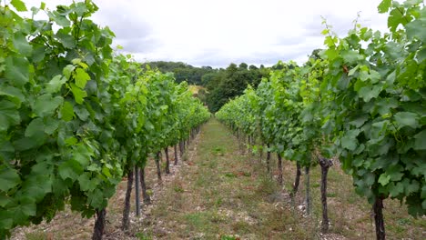 Point-of-view-shot-walking-through-rows-of-a-vineyard