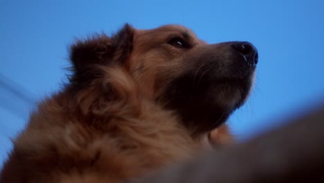 Detail-of-a-dogs-tongue,-while-he-looks-at-the-horizon