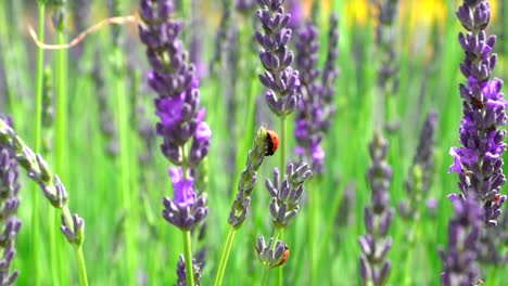Close-up-of-a-ladybird-in-lavender-fields-100fps