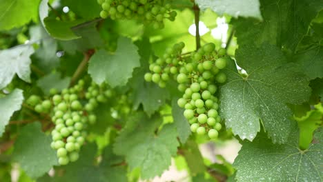 Close-up-of-fresh-vineyard-grapes