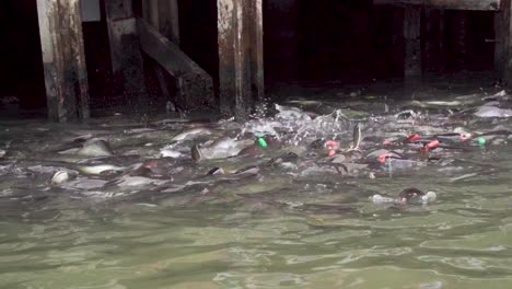 Food-Being-Dropped-From-Pier-To-Groups-Of-Fish-In-Khlong-Bangkok-Yai-Canel-Waterways