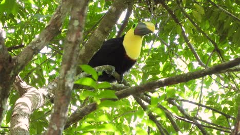 Swainson's-Toucan--In-Tropical-Forest-Woods.-Low-Angle