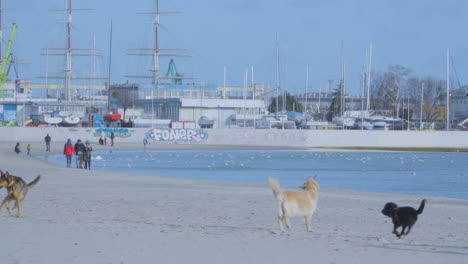 Verspielte-Hunde-Laufen-Am-Strand-In-Der-Nähe-Des-Yachthafens-In-Danzig,-Polen