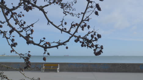 Fruits-On-The-Tree-Branch-With-Calm-Blue-Sea-In-The-Background