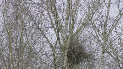 Eine-Stationäre-Aufnahme-Von-Blattlosen-Bäumen-Und-Ästen-Im-Winter-Oder-Schnee