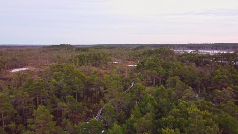 Blick-Aus-Der-Perspektive-Einer-Drohne-Auf-Einen-Lettischen-Wald-Im-Herbst