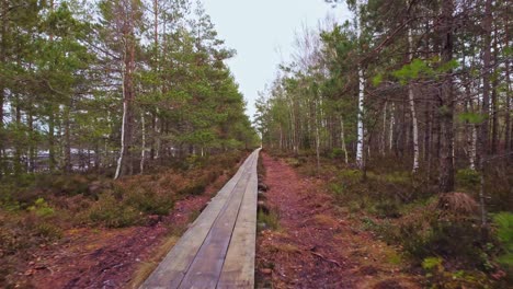 Stabilised-Shot-of-a-Colorful-Forest-Trail