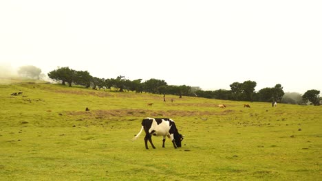 Gefleckte-Kuh,-Die-Gras-Auf-Einer-Nebligen-Ebene-Frisst