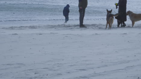 Menschen,-Die-Mit-Haushunden-Am-Strand-Spazieren-Gehen