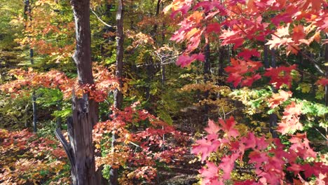 Niagara-Glen-aerial-view-flying-through-colourful-autumn-woodland-foliage,-Ontario,-Canada