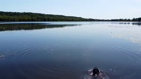 Aerial-view-showing-dog-Jumping-into-natural-lake-and-Swimming-during-sunny-day-in-Quebec