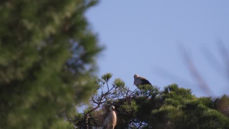Pair-of-storks-nesting-on-top-of-the-green-pine-tree