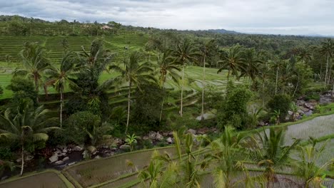 Aerial-backwards-shot-of-flooded-Jatiluwih-Rice-Fields-in-Bali-with-tropical-palm-trees