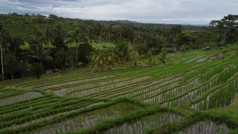 Aerial-flyover-beautiful-terraced-Jatiluwih-Rice-Fields-on-Tropical-Island-of-Bali