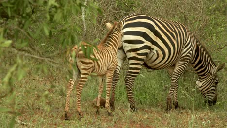 Zebra-Foal-Standing-Behind-Its-Mother-Grazing-On-A-Grassland-In-Tsavo-National-Park,-Kenya