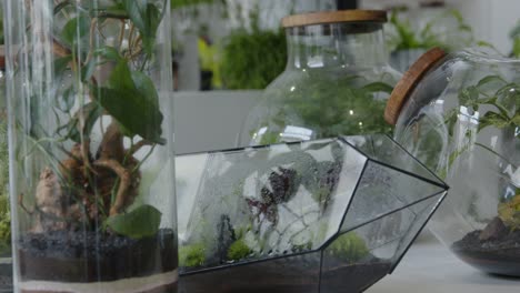 Floral-workshop-with-the-tiny-ready-made-floral-compositions-in-the-terrariums-rack-focus-medium-shot