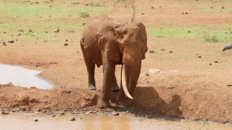 Elefant-Versprüht-Schlammiges-Wasser,-Um-Seinen-Körper-Im-Tsavo-West-Nationalpark,-Kenia,-Abzukühlen