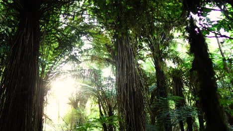 Tilt-up-revealing-prehistoric-jurassic-tropical-rainforest-in-New-Zealand-while-sun's-rays-cross-it