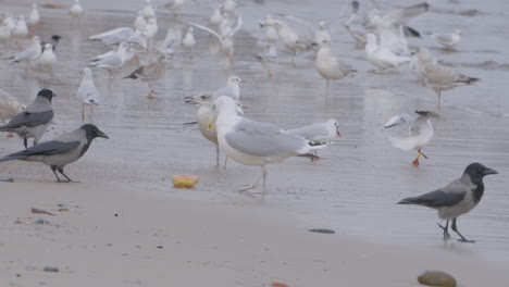 Flock-Of-European-Herring-Gull-Birds-On-The-Polish-Seashore-Of-Redlowo-Beach