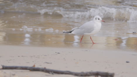 Black-headed-gull-running-on-wet-sand-shore---tracking-slow-motion