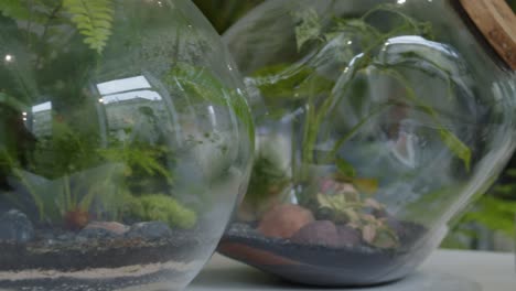 Botanical-workshop-with-the-tiny-self-sufficient-ecosystem-in-the-glass-terrarium-panorama-close-revealing-shot