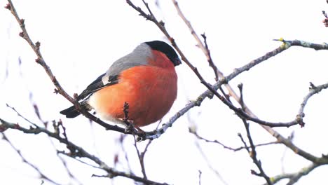 Close-up-shot-of-common-bullfinch-in-winter,-standing-on-leafless-tree-branch