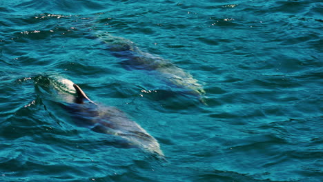 Bottlenose-dolphins-chasing-boat-in-turquoise-water-of-Pacific-Ocean