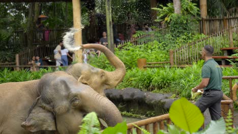 Tronco-De-Elefantes-Asiáticos-Salpica-Agua-En-Cámara-Lenta-A-Los-Cuidadores-Del-Zoológico-De-Singapur