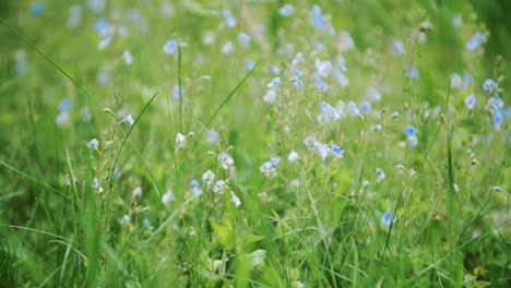 Pequeñas-Flores-Azules-En-El-Prado-De-Hierba,-Fondo-Verde-Natural