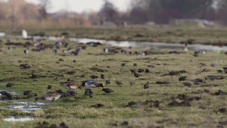 Medium-static-shot-of-a-green-grassy-field-near-a-river-thickly-covered-in-various-species-of-migratory-birds-including-starlings,-ducks,-and-geese