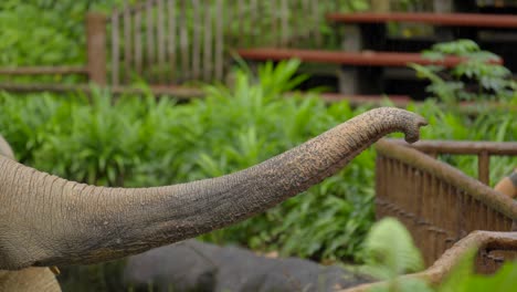 La-Trompa-De-Los-Elefantes-Se-Cierra-Mientras-Los-Niños-Los-Alimentan-En-El-Zoológico-De-Singapur,-Los-Cuidadores-De-Asia