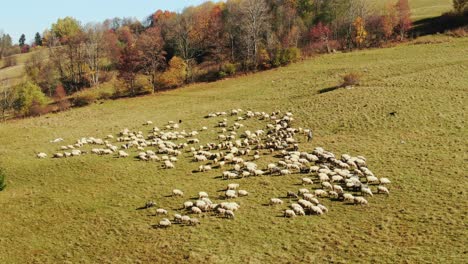Shepherd-and-sheepdog-herding-flock-of-sheep-on-mountain-pasture-in-Poland-aerial