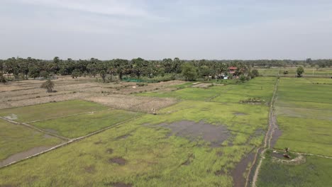 Agricultura-De-Producción-De-Alimentos-De-Camboya:-Antena-Sobre-Campos-De-Arroz-Inundados