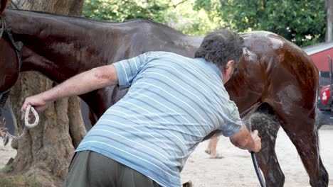 Man-using-water-hose-spraying-at-the-horse,-giving-it-a-good-rinse,-cleaning-the-dirts-and-debris-on-the-body-to-avoid-potential-chafing,-itching,-fungus-and-infections-when-using-saddle-and-girth