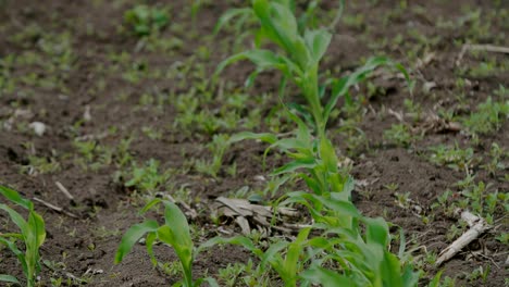 Young-corn-plants-in-farm-field,-close-up-to-wide-view